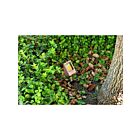 Projecteur flood extérieur LED Focus Industries DL-04-LEDP412V-BRS 4W